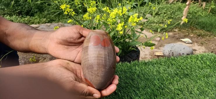 Narmadeshwar Narmada Stone Shivling