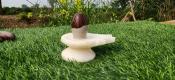 Narmadeshwar Shivling white Jaldhari 