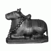 Black Nandi